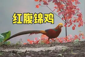 错把山鸡当凤凰，大爷把国家二级保护动物，养的泛滥成灾！视频封面