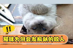 猫咪为何会发疯似的咬人！