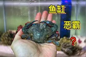 饲养凶猛螃蟹赤甲红，它真的是潮间带恶霸吗？
