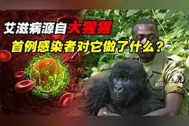 艾滋病源自大猩猩，为何会传染给人类？人类对大猩猩做了什么？