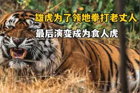 嗜血成性的食人虎王，五年吞食四人，最终被判无期徒刑！纪录片视频封面