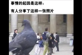 所以为什么这鸽子那么大呀 ！！！！