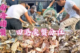 南海捕蟹船回港卖海鲜，不靠码头就被老板包船，总收获550斤活蟹视频封面