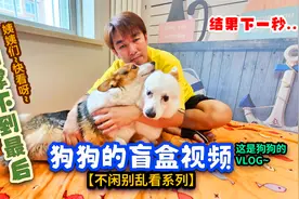 柯基串串有尾巴的柯基白面柯基北京家庭式猫狗宠物寄养狗狗故事