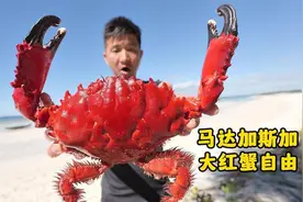 《马达加斯加》第2集：2天1夜探索偏僻海岛，龙虾多，螃蟹更多视频封面