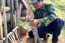 凶猛无比的野生豹猫，见识一下小伙是怎么抓到的，用原始技术