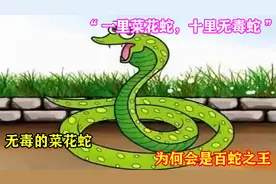 “一里菜花蛇，十里无毒蛇”，无毒的菜花蛇，为何会是百蛇之王？视频封面