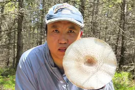简单粗暴介绍72种内蒙古赤峰市的可食野生菌