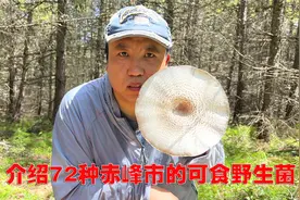 简单粗暴介绍72种内蒙古赤峰市的可食野生菌