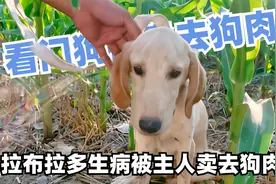 拉布拉多被主人卖去狗肉馆，好心小哥出手救助，再穷不卖看门狗啊视频封面
