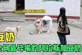 这是全网最碎嘴的阿拉斯加豆奶，它的恋爱脑妈妈让它操碎了心！！视频封面