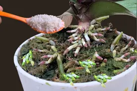 半个月撒一勺，原本腐烂干枯的蝴蝶兰突然长出无数新根视频封面