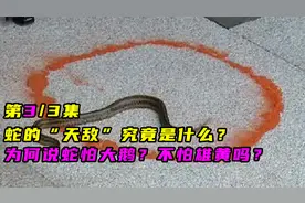 蛇的“天敌”究竟是什么？为何说蛇怕大鹅？不怕雄黄吗？03
