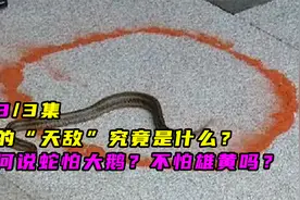 蛇的“天敌”究竟是什么？为何说蛇怕大鹅？不怕雄黄吗？03视频封面