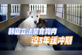 韩国立法禁食狗肉，设3年缓冲期；“爱狗人士”欢呼视频封面