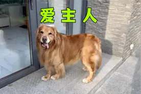 小狗不会说话，但它真的很爱主人！视频封面