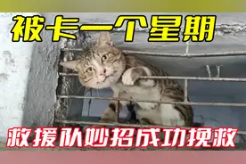 猫咪被卡住一个星期，幸好救援队出妙招，帮助猫咪成功脱困