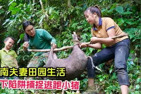 越南夫妻田园日记，设下陷阱捕捉逃跑小猪视频封面
