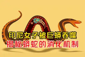 惊魂一刻！印尼女子被巨蟒吞噬，科学家揭秘巨蟒惊人消化过程！