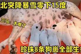 河北突降暴雪零下15度，珍珠8条狗崽全部生病，网友三马被吓破胆视频封面