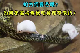 蛇为何要冬眠？在冬眠时眼看自己被老鼠吃掉，为何不敢反抗？