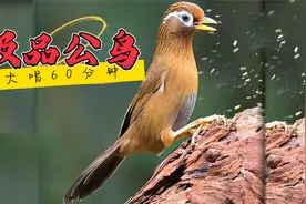 公画眉鸟叫声，大唱不止，60分钟值得欣赏！