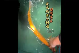 超稀有变异亚米级黄金翘嘴终结篇，相信还会有更好的在等着我们！