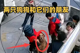 监控下一幕幕暖心画面！两只狗狗和它们的朋友，太治愈了视频封面