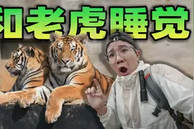 在野生动物园和老虎睡觉是什么体验？半夜帐篷外有奇怪的嘶吼声！视频封面