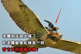 老鹰的天敌出现了？必胜鸟为何不怕老鹰？看它如何攻击老鹰？视频封面