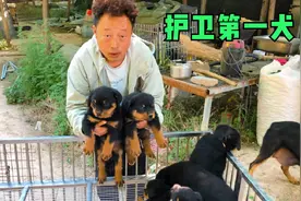 精品罗威纳小狗7只，4公3母超级棒，大家来欣赏品评下视频封面