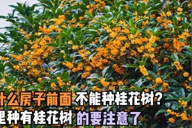 为什么房子前面不能种桂花树？院里种有桂花树的要注意了视频封面