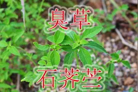 蛇虫有关的臭草“石荠苎”，可煮水洗澡或泡脚，在民间全草入药