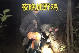 夜晚去树林抓野鸡那是相当简单。视频封面