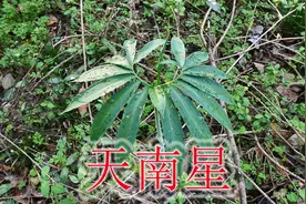 珍贵的“天南星”植物，农村当作毒蛇克星，全草有毒莫误食！