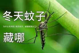 为什么冬天很少看见蚊子，都藏到哪里去了？视频封面