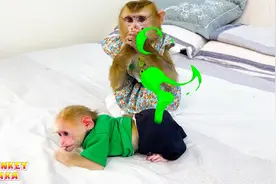 猴子卡卡为什么捂住鼻子？了解米特的大便事件视频封面