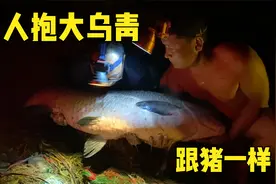 大哥野河撒网，下水大战百斤大物，大乌青跟猪一样三人才拉上岸视频封面