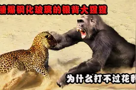 锤爆钢化玻璃的银背大猩猩，为什么打不过花豹？花豹有多厉害？视频封面