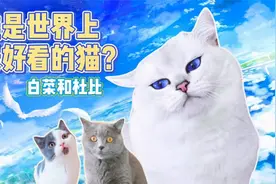 这只猫凭借颜值和宝石蓝眼睛火遍全球！你觉得它好看吗？视频封面