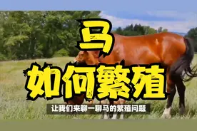 马是如何繁殖的视频封面