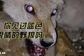 为保羊群，男子独闯狼穴活捉野狼！