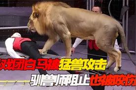 马戏团表演惊险一幕！老虎和狮子撕咬白马，就连驯兽师也没逃过视频封面