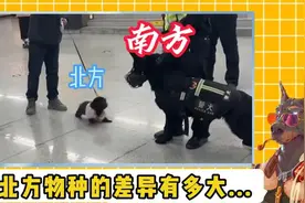 南北方物种差异这么夸张的吗，北方老鼠迷你可爱视频封面