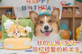 我的小狗七岁了，回忆小狗短暂的前半生