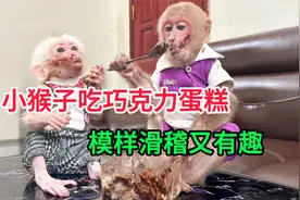 萌猴贪吃记：巧克力蛋糕糊满脸，滑稽模样笑翻人 #可爱的小猴子视频封面