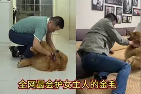 最护女主人的狗，在它眼里只能女主欺负别人，不能别人欺负女主人