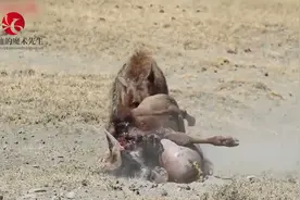 鬣狗掏肛活吃角马！胸腔碎肉掉了一地！内脏被吃疼痛挣扎视频封面