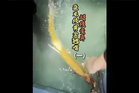 湖北汉江惊现超级稀有变异亚米级黄金翘嘴，来回上千公里即刻出发