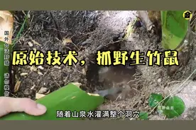 用原始技术荒野求生，徒手抓野生大竹鼠有多刺激？视频封面